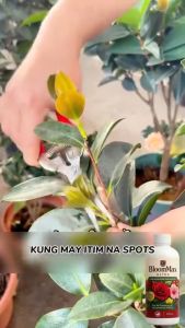 [BUY 1 GET 1] BloomMax Ultra 250ml Liquid Flower Fertilizer Supports More Blooms & Longer-Lasting Flowers for All Flowering Plants