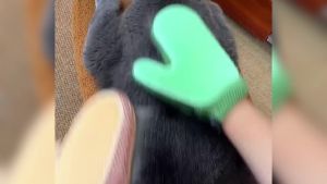 2025 NewHair Removal Glove Upgrade ElectrostaticGrooming Gloves for Cats and Dogs Efficient Cat Gloves