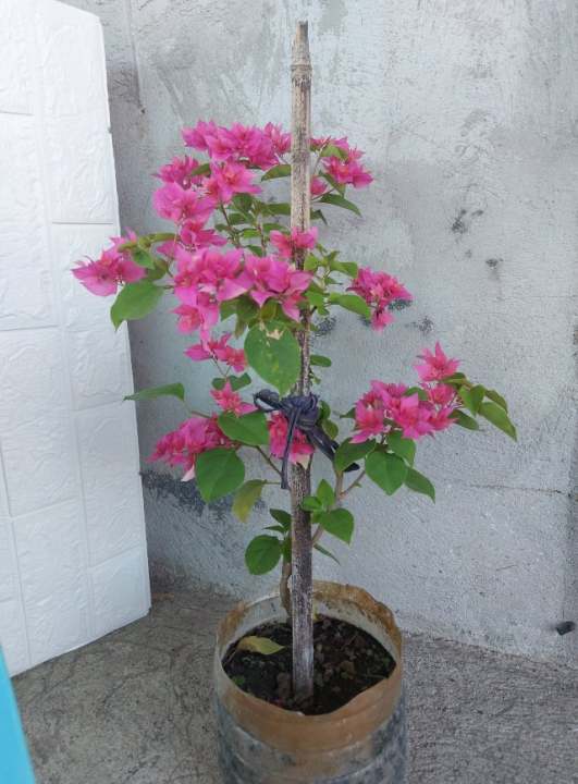 english ivy plant buy Marengo English Ivy  Wild & Son