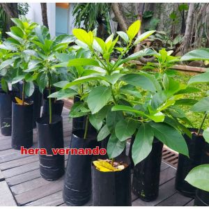Bibit Alpukat Cuba Okulasi Super Okulasi