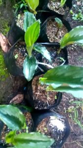Tanaman Kunyit Putih bibit Herbal murah laris