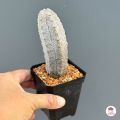 ยูโฟเบีย แอ๊ปเดล Euphorbia Abdelkuri แคคตัส กระบองเพชร cactus&succulent. 