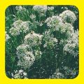 BENIH KU CHAI garlic chives Chinese chives isi banyak +-50 biji murah. 