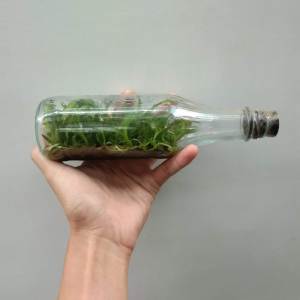 TANAMAN HIAS ANGGREK BOTOL SIAP TANAM ANGGREK BULAN TAIWAN DENDRO dan Cattleya Wangi isi 25+ lebih