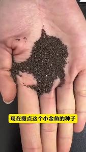 พันธุ์ดอกพิทูเนียที่เบ่งบานในฤดูใบไม้ผลิ พันธุ์ดอกไม้สำหรับสวนในบ้านและระเบียง พันธุ์ดอกไม้ผสมที่ง่ายต่อการปลูก