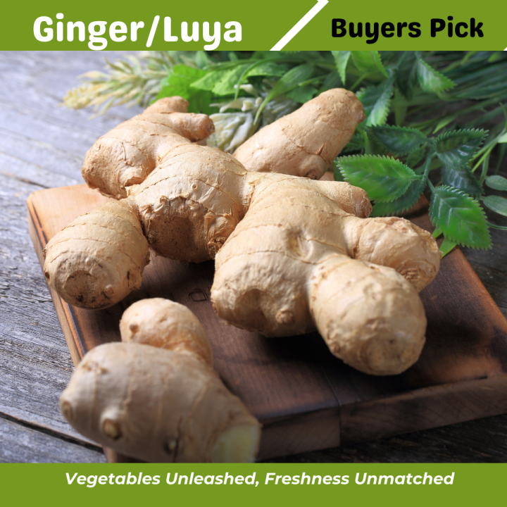 Fresh Ginger Luya Laya from Benguet 50g | Lazada PH