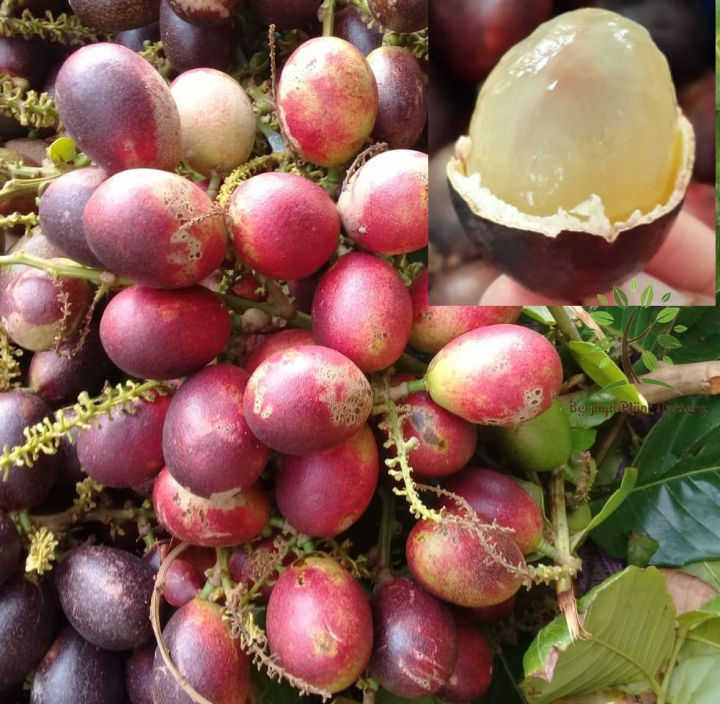 Berjaya Plant Nursery - Pokok Matoa/Longan Brazil(Pokok Buah Hidup/Buah ...