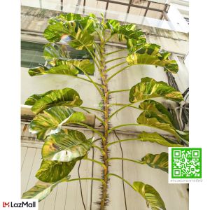 พลูด่างยักษ์ ใบฉีก พลูด่าง พลูยักษ์ ต้นพลูด่าง