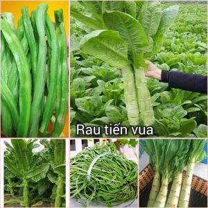 Hạt giống rau tiến vua xanhdiếp nếp ngồngngó xuân -GÓI 5gr