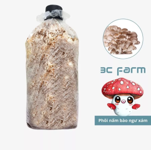 Phôi nấm bào ngư xám giống nấm sò xám 1kg
