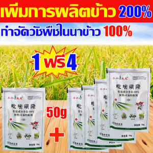 🌾ไม่ทำร้ายข้าว!🌾 ยาคุมหญ้าข้าว คุมฆ่าในนาข้าว ยาคุมหญ้าข้าว 1ฟรี4 เข้มข้นสุดๆ 10g ประหยัดข้าวจากวัชพืช เห็นผลรวดเร็ว ระยะเวลานาน (1ชุด ผสมน้ำ60catties) วัชพืชในนาข้าวต่างๆ หญ้าข้าวนก หญ้าหูหนู สารกำจัดวัชพืช คุมเลนนาข้าว ยาคุมหญ้า กำจัดวัชพืชดื้อยา