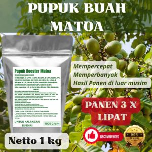 Pupuk Booster Matoa Pelebat Organik Cepat Berbuah Lebat Besar Anti Rontok Pembesar Matoa