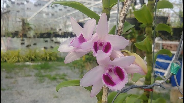 hoa phong lan phi điệp lộc bắc