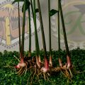 Galangal (Alpinia galanga). 