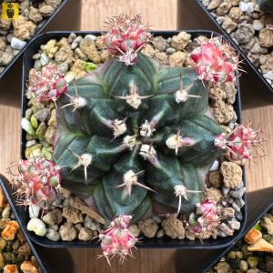 Gymnocalycium Mihanovichii. ID: Bubble Gum / Gymnocalycium Variegated / Cactus Succulents