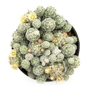 XƯƠNG RỒNG BỤI TRỨNG CHIM 3 cây. Tặng kèm chậu nhựa nhỏ