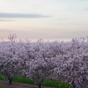 Larabar Apple Pie Fruit and Nut Bars Gluten Free and Vegan 9.6 oz 6 Ct