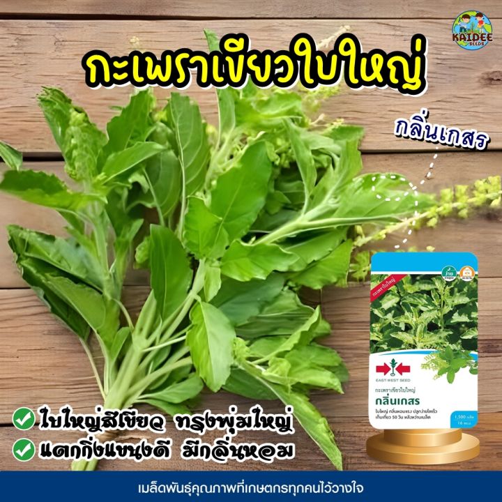 เมล็ดกะเพราเขียวใบใหญ่ กลิ่นเกสร East-West Seed 1500 เมล็ด