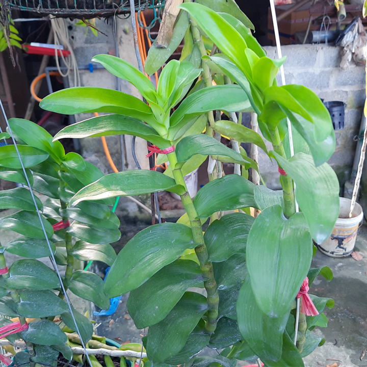 Phong%20Lan%20Phi%20%C4%90i%E1%BB%87p%20l%C3%A1%20M%C3%8DT,%20X%E1%BA%BFp%20H%C3%B2a%20B%C3%ACnh%20d%C3%B2ng%20%C4%91ua%20ng%E1%BB%8Dn%20-%2001M%E1%BA%A7m%20Kie%20%C4%91%C3%A3%20l%C3%AAn%20kh%E1%BB%8Fe%20c%C3%A2y%20%C4%91%E1%BA%B9p%20chu%E1%BA%A9n%20gi%E1%BB%91ng%20-%20Image%201