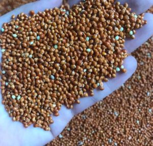 [1kg] Kê đỏ to thức ăn bổ dưỡng giành cho chim vẹt yến phụng chim cu manh manh yến hót hamster