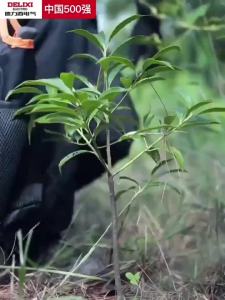 Delixi Electric Gardening Tools Small Shovel for Planting Vegetables and Flowers Household Iron Shovel Beachcombing Tools