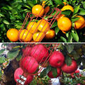 （without stick）Fruit Picker Tool- Height Adjustable Fruit Picker With Big Basket - Apple Orange Pear Picker With Light. 