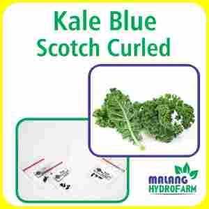 Benih Kale Blue Scotch Curled Unggulan Berkualitas biji bibit repack kel kubis keriting curly hydroponik hidroponik sayuran sayur tanaman pot