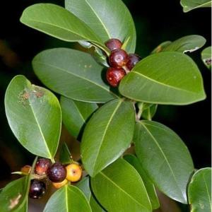 Ficus microcarpa Green Island -  - Pokok Fikus Pulau Hijau - ग्रीन आइलैंड फिकस Green Island Ficus – Compact Foliage Bonsai Potential Easy Maintenance Glossy Leaves Indoor & Outdoor LIVE PLANT