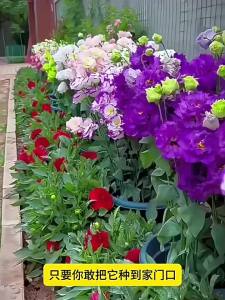 Double Petal Lisianthus Seeds Four Seasons Sowing Blooming Easy to Grow Potted Flowers Seeds for Courtyard Outdoor Flowers