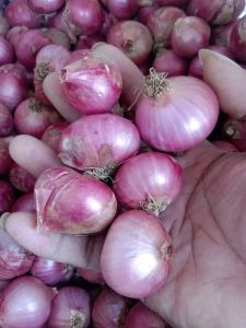 bawang merah SUPER asli garut mentah 1kg