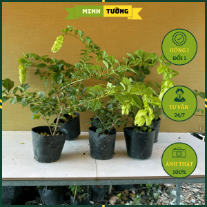 Cây Huyền Trân Công Chúa - Cây Cảnh Sân Vườn