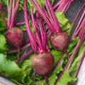RED BEET SEEDS (15PCS SEEDS) - RED MAGIC/HYBRID/REMOLATSA/CAN GROW IN LOCAL. 
