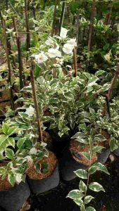 Bugenvil varigata bunga putih