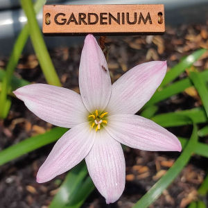 Umbi Bunga Rain Lily Hybrida: Aksesoris Taman Indah