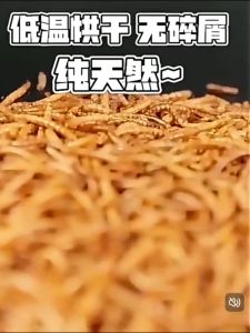 Hamster Mealworms Small Pet Treats Sunflower Seeds Bird Grain Snack High Protein Feed