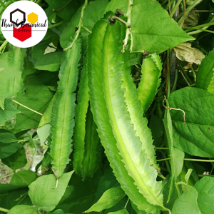 WINGED BEAN SEEDS / (5 seeds) SIGARILYAS SEEDS