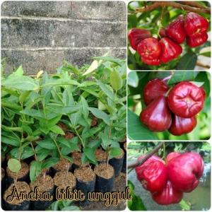 Paket 5 Bibit Jambu Air Black Diamond