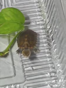 《强推精品》精品红面蛋龟红面招财龟鱼缸宠物观赏活体小乌龟闭壳龟红面泥龟苗