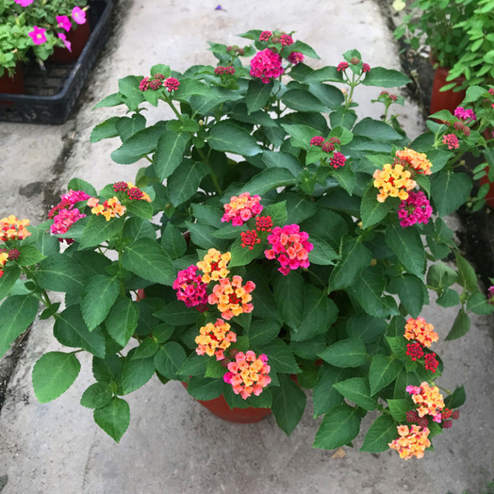 （20seeds-sd131）Five-color plum Ruyicao Colorful flowers Wu Lei Dan Five ...