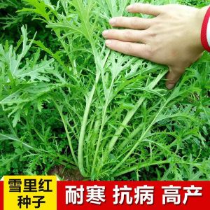Red in the Snow Thin Leaf Snow Mustard Farmhouse Pickles Spring Evergreen Vegetables High Yield Fragrant Green Vegetables
