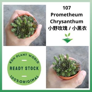 KDH Import [Prometheum Chrysanthum/] Live Plant Succulent Pokok Hidup Cacti Kaktus Sukulen