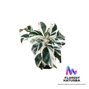 Calathea Fusion White: Keindahan yang Memukau! Corak Putih Elegan