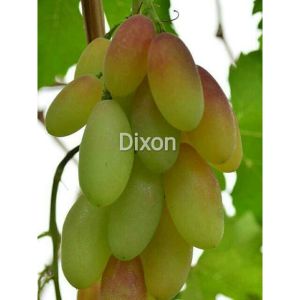 BIBIT ANGGUR IMPORT DIXON CEPAT BERBUAH
