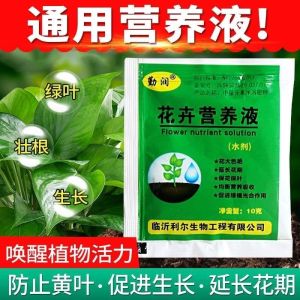 Double petaled longevity flower seeds are easy to plant 重瓣长寿花花卉种子  易种植 开花不断 with a long flowering period for indoor and outdoor green plants