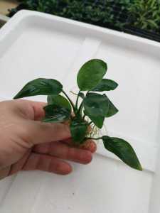 Anubias barteri var. nana - Aquatic Plant (Aquascape/Aquarium/Moss/Shrimp/Fish/Vivarium/Plant)