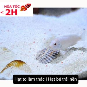 1KG Cát Thạch Anh Lọc Nước Trải Nền Bể Cá Làm Thác Cát Thủy Sinh (Hạt Mịn/To)