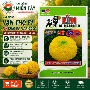 (Gói LỚN 1GRAM khoảng 300 hạt)  Hạt Giống Hoa Vạn Thọ Mỹ KING  B2 -Pro - CAO Lỡ - Vàng Nhụy xanh Cổ lùn- bông to chắc.