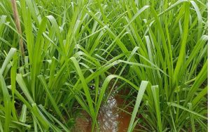 Hạt giống cỏ xả chịu ngập UBON Paspalum