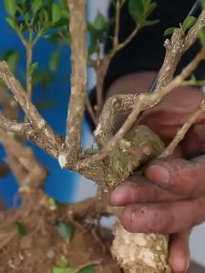 5M Aluminum Bonsai Wire Black Air Plants Wire Bendable Garden Tie Wire Vine Training Tool 1.5/2/3MM