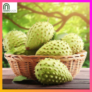 SeedsPLAZA™ - Guyabano Seeds for Planting Vegetable Plants (3 Seed) Organic Green Plants Bonsai Plant